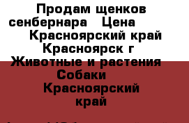 Продам щенков сенбернара › Цена ­ 30 000 - Красноярский край, Красноярск г. Животные и растения » Собаки   . Красноярский край